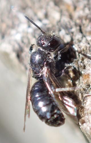 Chelostoma sp.